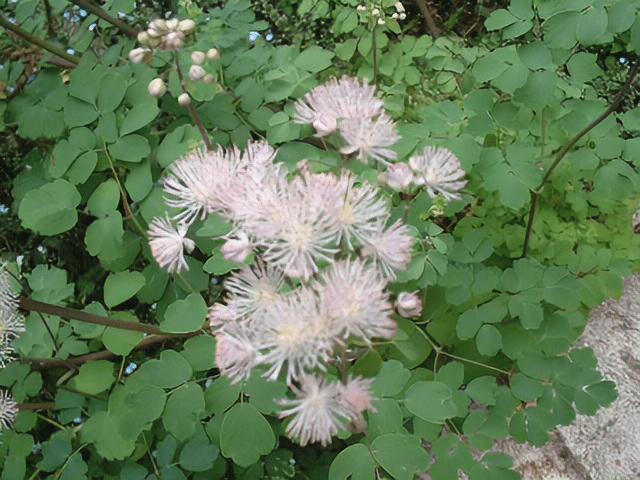 Beautiful plants. Image 5